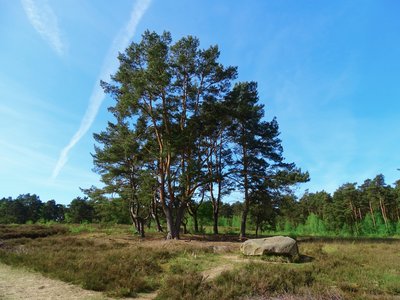 Group of trees in the nature reserve