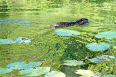 Nutria resp. coypu in the waters of species conservation area Neuburger Altrhein, Rheinland-Pfalz, Germany