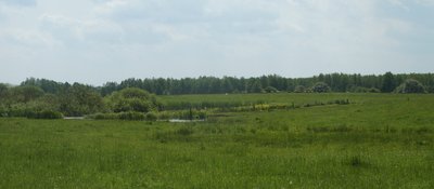 Das Foto zeigt das NSG Dammer Postmoor in Mecklenburg-Vorpommern. Zu sehen sind Wiesen im südöstlichen Teil. Der im Hintergrund zu sehenden Birkenwald markiert den verlandeten Dammer See.