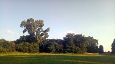 Dannstadt, Gräberfeld von Nordosten