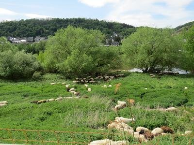 Das Naturschutzgebiet „Moselufer zwischen Niederfell und Dieblich“ (NSG 7137-033) wird von Schafen und Ziegen für die streng geschützte Würfelnatter vom hohen Bewuchs befreit; Landkreis Mayen-...