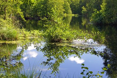 NSG Großes Moor bei Darze, Spiegelung