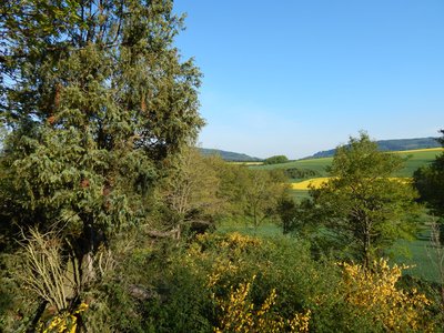 Naturschutzgebiet Nr. 7140-051
Das Naturschutzgebiet Wacholderheide bei Rohrbach zur Zeit der Ginsterblüte.