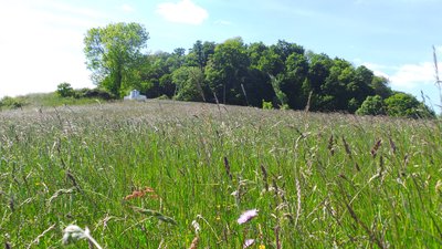 Blick zur Kuppe des Disibodenbergs (Wald im Naturschutzgebiet „Disibodenberg“), Odernheim am Glan, Landkreis Bad Kreuznach.