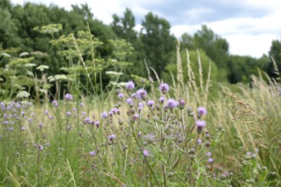 thistles and other weeds at the rhine