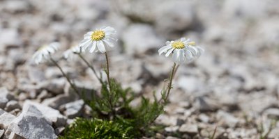 Dolomiten-Schafgarbe (Achillea oxyloba)