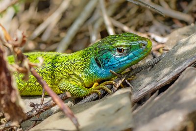Green Lizard