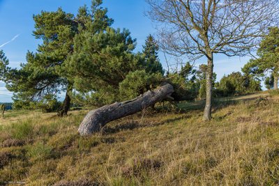 Naturschutzgebiet „Dr. Heinrich-Menke-Park“ (NSG 7137-027) in Arft