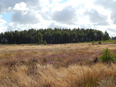 heath landscape in Germany, Drove