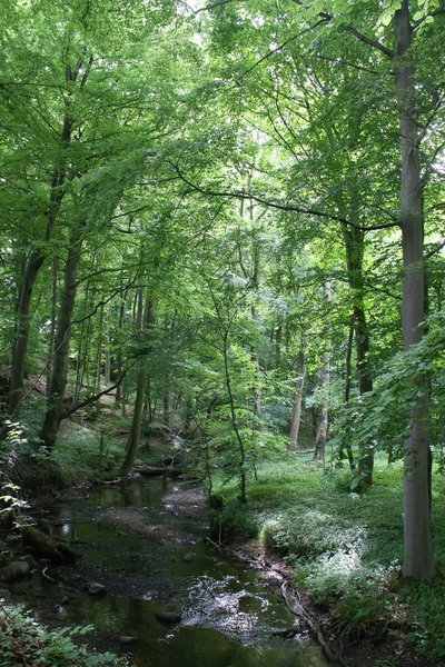 Naturschutzgebiet Beketal (N 302) im Landkreis Rostock (Mecklenburg-Vorpommern)