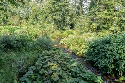 Exter im Naturschutzgebiet "Tal der Exter", Extertal, Kreis Lippe