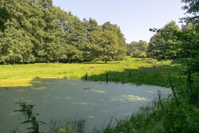 Naturschutzgebiet "Siekbachtal", Extertal, Kreis Lippe