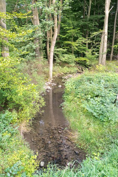 Naturschutzgebiet "Schwarzer Bach/Sellenbach", Extertal, Kreis Lippe; abgebildet ist der Sellenbach