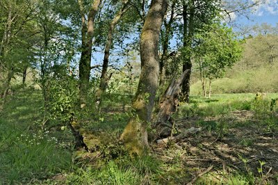 Schimmelsbachtal Nature Reserve (May 2016)