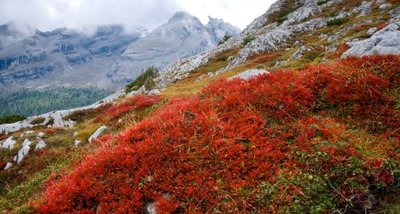 Bärentraube (Arctostaphylos uva-ursi)