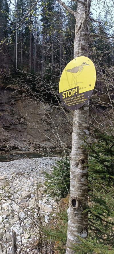 Besucherlenkung zum Schutz des Flussuferläufers