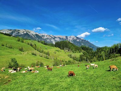 Auf der Falkensteinalm
