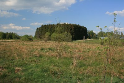 Feuchtwiese im Quellgebiet der Kall, im NSG Oberes Kalltal (ACK-084)