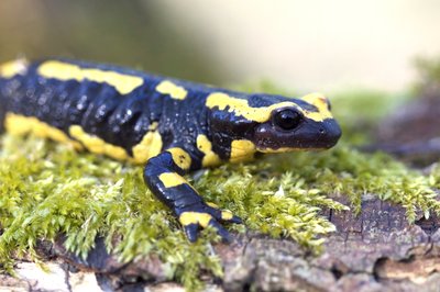 Feuersalamander