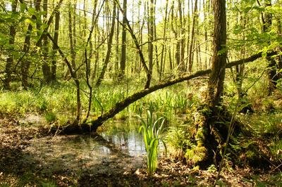 Fotografie der Sumpflandschaft im Naturschutzgebiet „Fleuthkuhlen“, Abschnitt an der Issumer Fleuth in Geldern