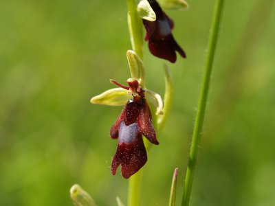 Fliegen-Ragwurz (Ophrys insectifera) im Naturschutzgebiet "Jakobsberg" in Rheinland-Pfalz