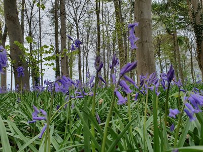 Das Tal der "Blauen Blume"