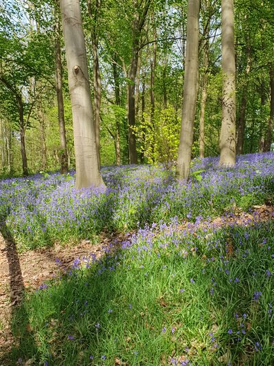 Das Tal der "Blauen Blume"