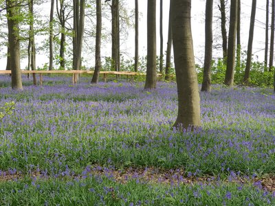 Das Tal der "Blauen Blume"