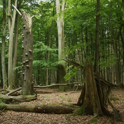 Das Bild wurde im NSG Freienholz in Mecklenburg-Vorpommern aufgenommen und zeigt einen totholzreichen Ausschnitt eines Buchenmischwaldes.