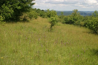 Naturschutzgebiet „Eiderberg bei Freudenburg“ (NSG 7235-100)