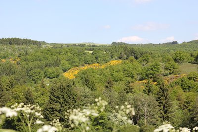 Naturschutzgebiet Ginsterheiden im Irsental bei Daleiden (Juni 2013)