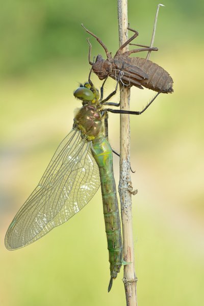 Somatochlora metallica