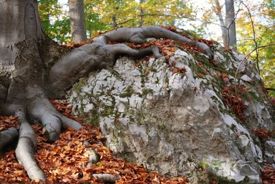 Grüner Karst