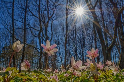 Beechwoodforest in spring