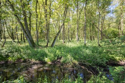 Naturschutzgebiet „Groß Potremser Moor“: Einblick in das Moor bei Groß Potrems