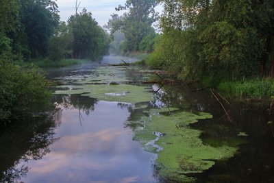 (NSG:RP-334008)_Hördter Rheinaue