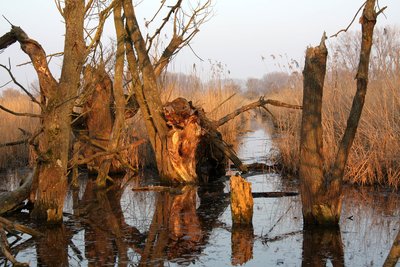 Hahnheimer Bruch Nature Reserve (March 2015)