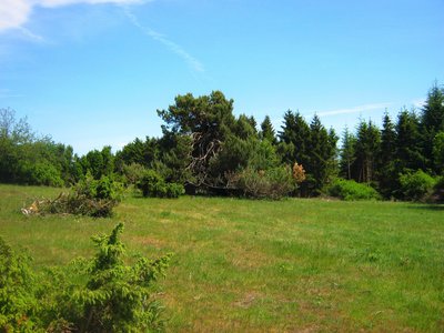 Wachholdergebiet Heidbüchel bei Arft (Teilfläche des Naturschutzgebiets „Wacholderheiden Raßberg und Heidbüchel“), Bereich am „Traumpfad Bergheideweg“