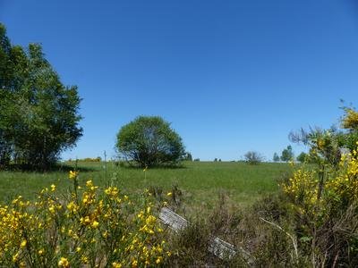 Sommerliche Ginsterblüte bei Siegen Trupbach.