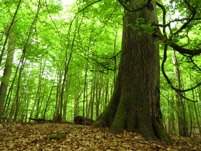 Alte Buche im Naturschutzgebiet "Heilige Hallen" in Mecklenburg-Vorpommern.