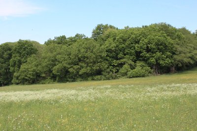 Im Kumpf nature reserve (2022)