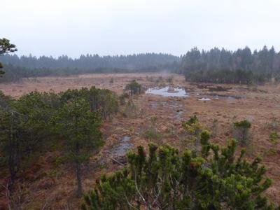 Hochmoor - Naturschutzgebiet Altenauer Moor