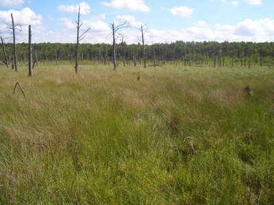 Hochmoorbereich im Naturschutzgebiet Kieshofer Moor.