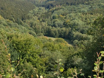 Naturschutzgebiet Enterbachtal - Narzissenwiese unter Holzerath ohne Narzissen im Herbst
