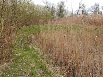 Naturschutzgebiet  Im Willig bei Germersheim/Sondernheim, 3.04.2016