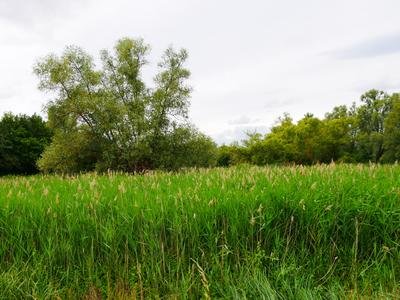 In der Au ist ein Naturschutzgebiet im Landkreis Mainz-Bingen, Rheinhessen in Rheinland-Pfalz