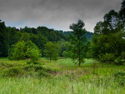 In der Graureiherkolonie, Naturschutzgebiet in der Nähe von Voßwinkel (Ortsgemeinde Mittelhof, Verbandsgemeinde Wissen), leider ohne Graureiher; Landkreis Altenkirchen (Westerwald), Rheinland-Pfalz