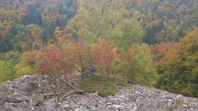 Bunte Insel inmitten von 350 Millionen Jahre altem Gestein. Die rund 1 km nördlich von Kirschweiler liegende Rosselhalde im ehemaligen Preußischen Forstamt Kempfeld, Kreis Bernkastel, und im...