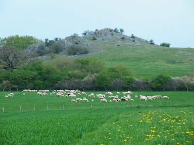 Bereich Kalberstert des Naturschutzgebietes Scheffelberg/Kalberstert von Südwesten mit Schafherde.