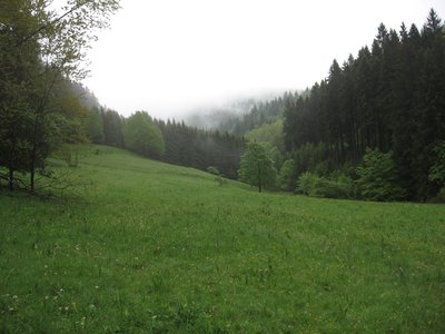 Bereich des früheren Naturschutzgebietes Kapper Trolliuswiese im Naturschutzgebiet Günninghauser Mark.